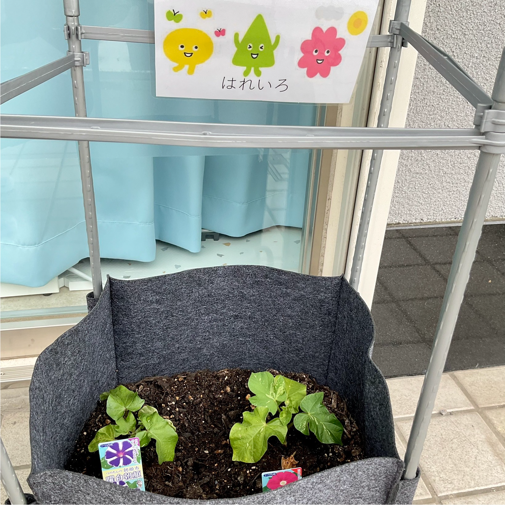 関西、兵庫県、神戸市北区にある重症心身障がい・医療的ケアに対応した児童発達支援施設「こどもデイ　はれいろ」の朝顔への水やりの写真です。