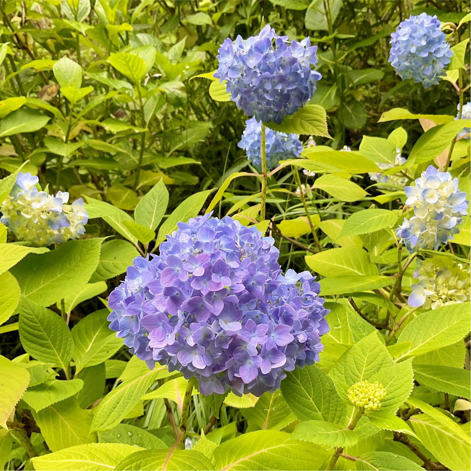 外出イベント〜森林植物園〜
