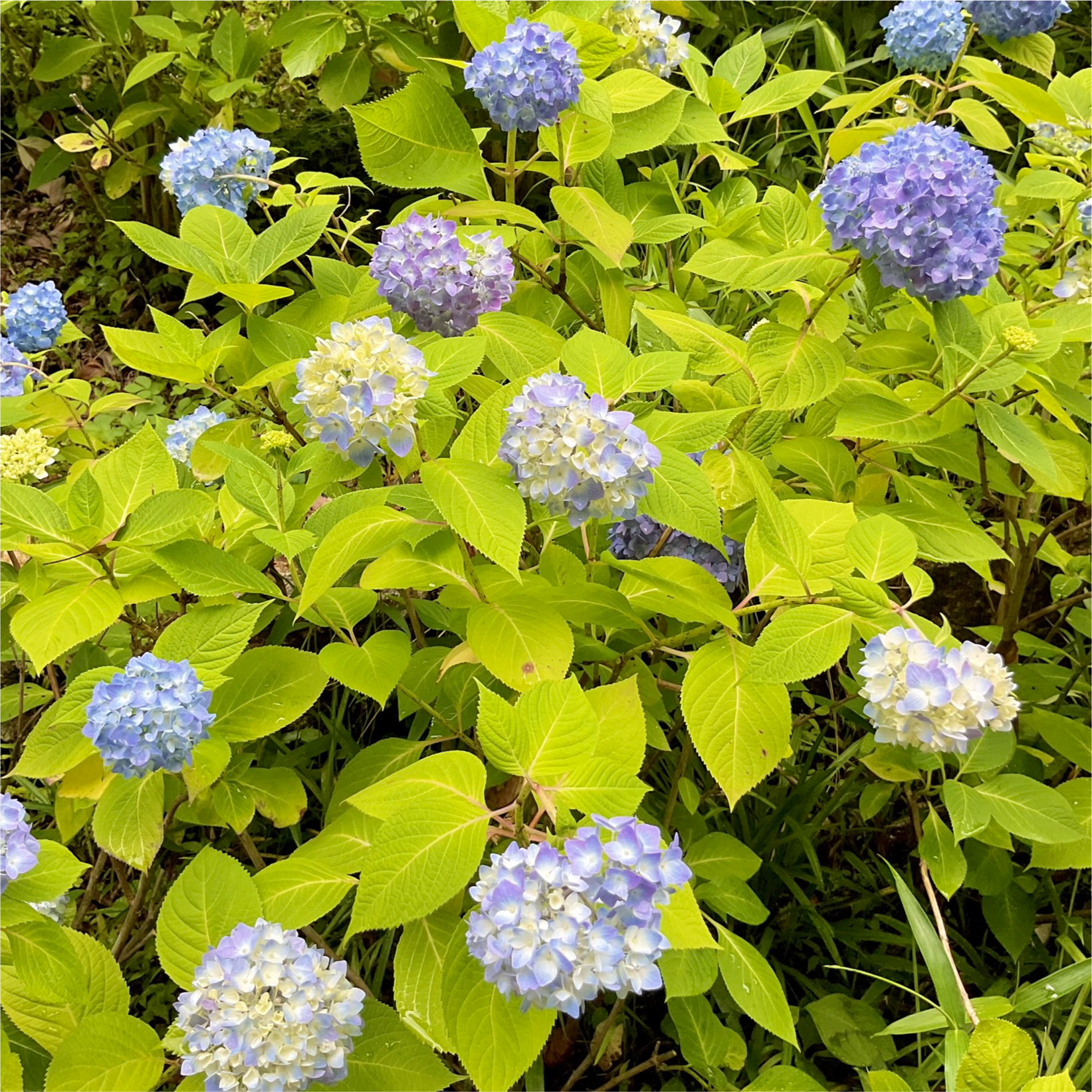 関西、兵庫県、神戸市北区にある重症心身障がい・医療的ケアに対応した児童発達支援施設「こどもデイ　はれいろ」では森林植物園にあじさいを見に行きました。