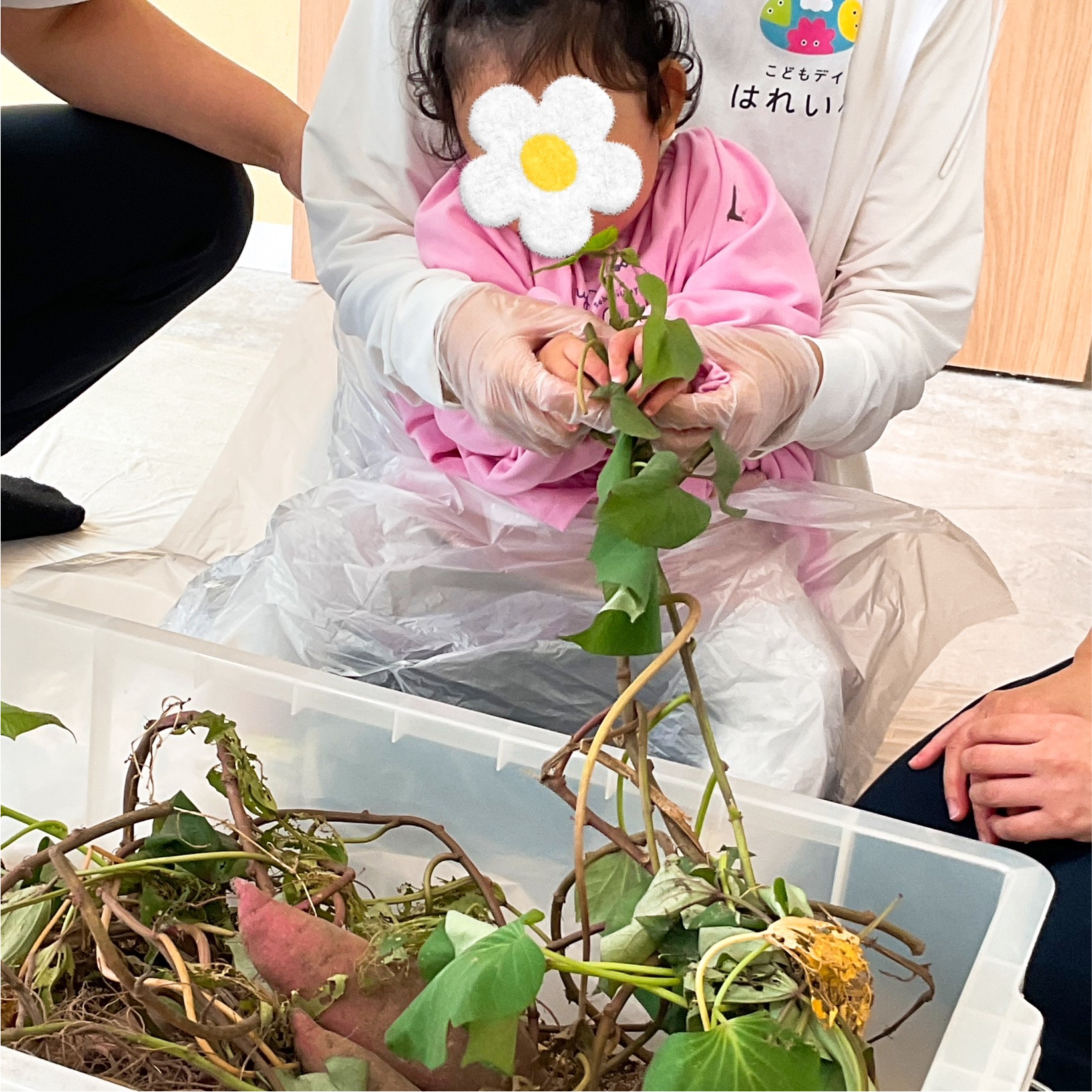 関西、兵庫県、神戸市北区にある重症心身障がい・医療的ケアに対応した児童発達支援施設「こどもデイ　はれいろ」です。みんなで秋の味覚、お芋掘りを体験しました。