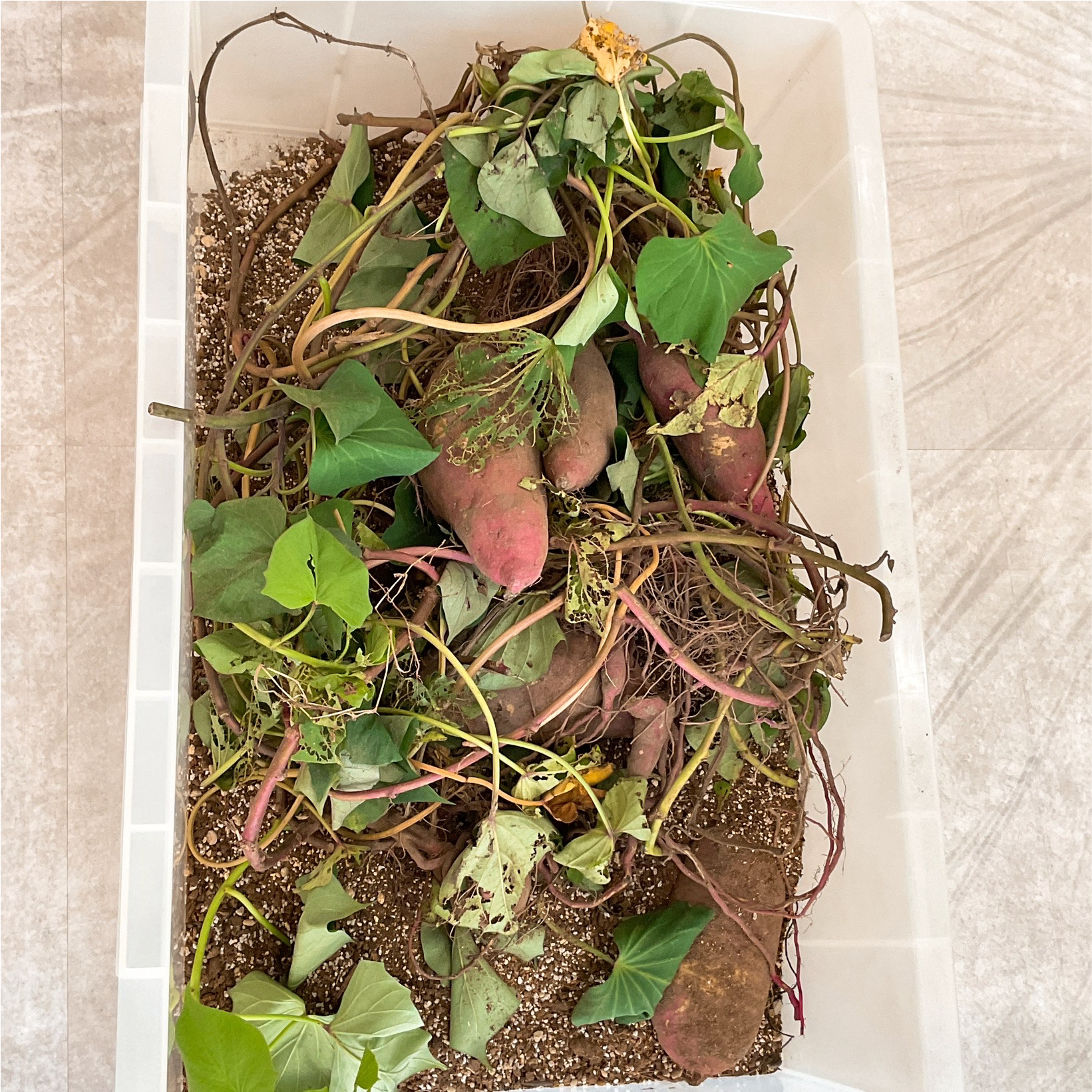 関西、兵庫県、神戸市北区にある重症心身障がい・医療的ケアに対応した児童発達支援施設「こどもデイ　はれいろ」です。みんなで秋の味覚、お芋掘りを体験しました。