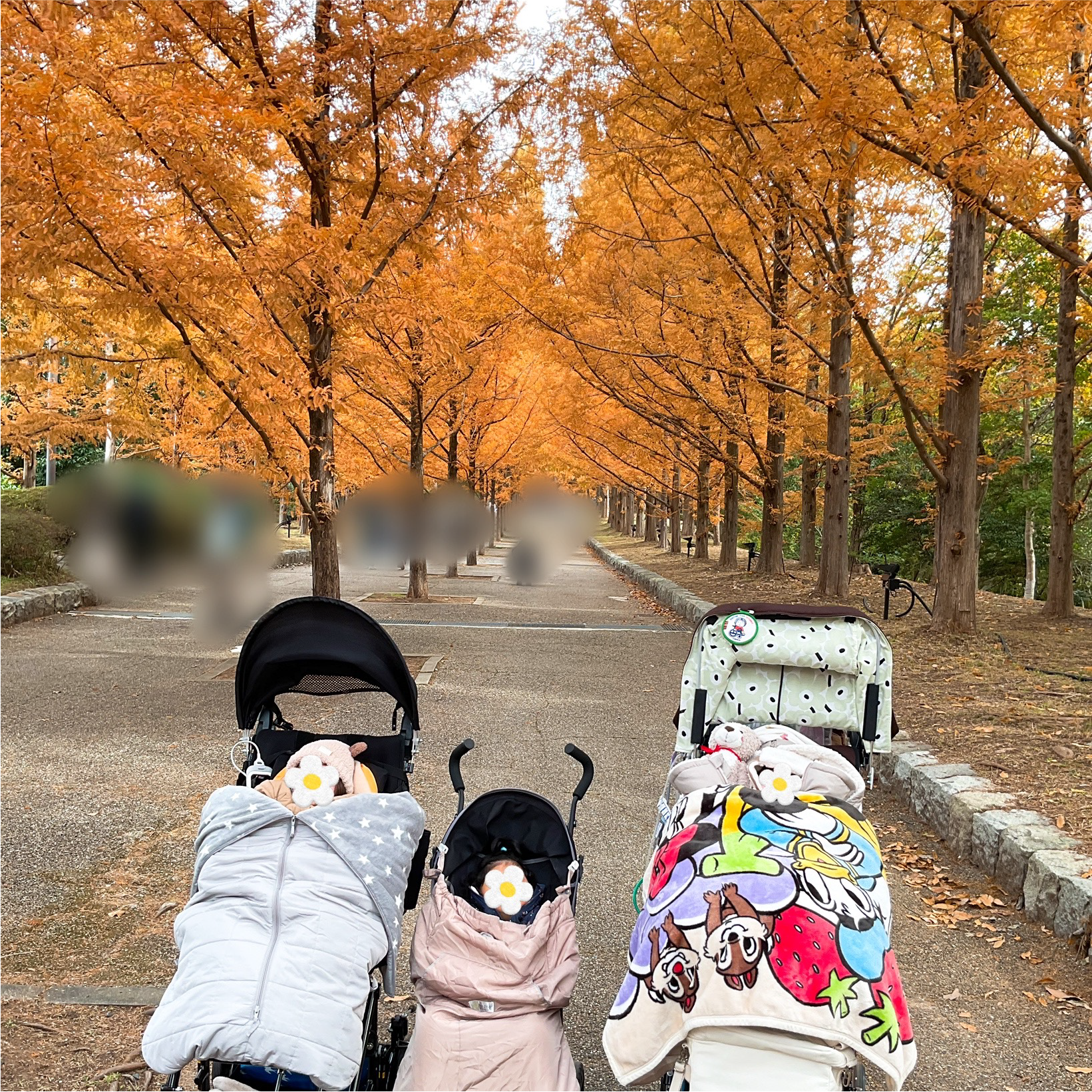 森林植物園へ外出🍁