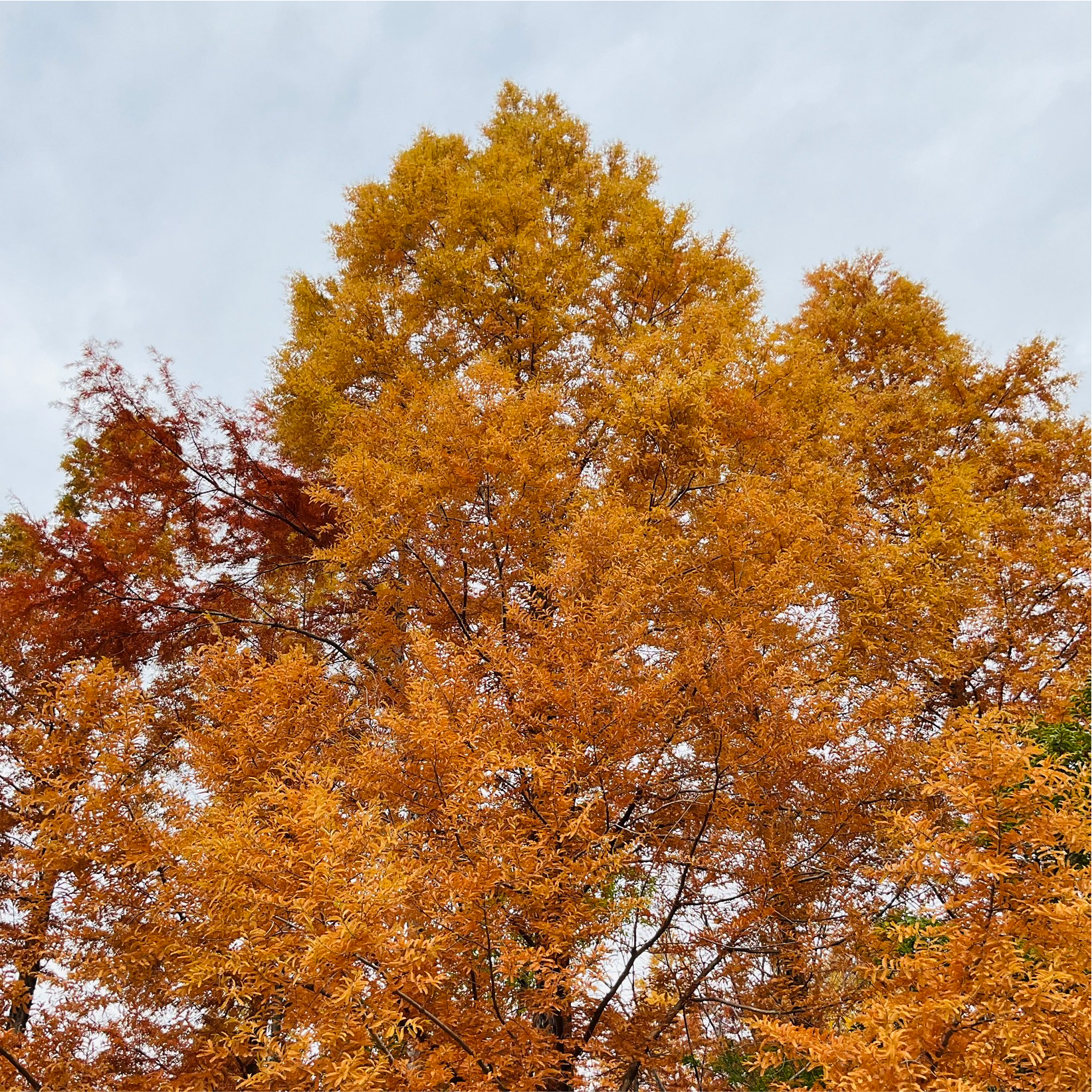 関西、兵庫県、神戸市北区にある重症心身障がい・医療的ケアに対応した児童発達支援施設「こどもデイ　はれいろ」です。涼しくなってきたので皆んなで森林植物園にお出かけしました！