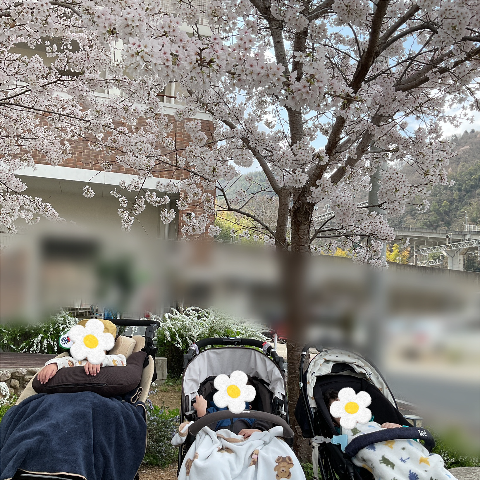 兵庫県神戸市北区の重症心身障がい・医療的ケアに対応した児童発達支援、居宅訪問型児童発達支援「こどもデイ　はれいろ」です。今年もお花見に行ってきました！