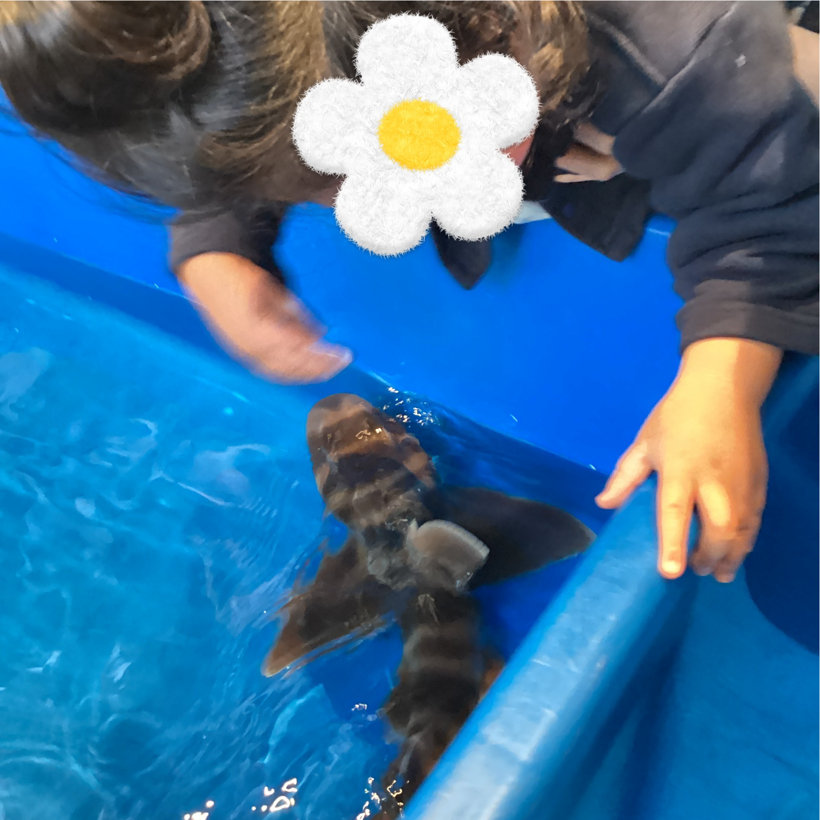 関西、兵庫県、神戸市北区にある重症心身障がい・医療的ケアに対応した児童発達支援施設、居宅訪問型児童発達支援「こどもデイ　はれいろ」です。出張水族館に行ってきました！